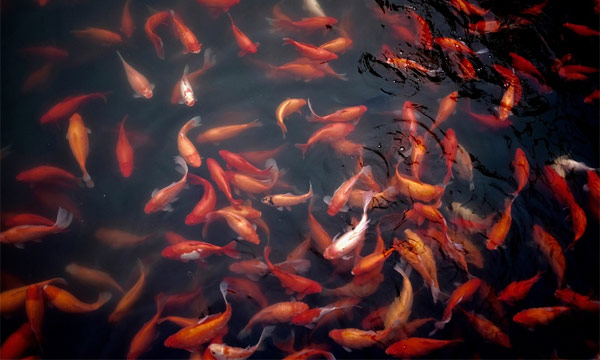 Как построить пруд для разведения рыбы: 4 способа