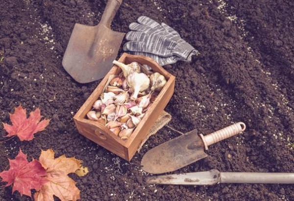 5 производственных моментов бизнеса на чесноке 5 производственных моментов бизнеса на чесноке