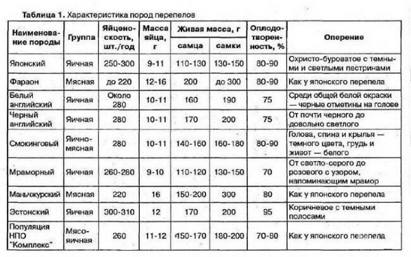 Перепелиный бизнес: безотходное производство и высокая рентабельность