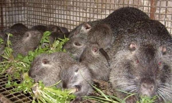 3 этапа разведения нутрий в домашних условиях