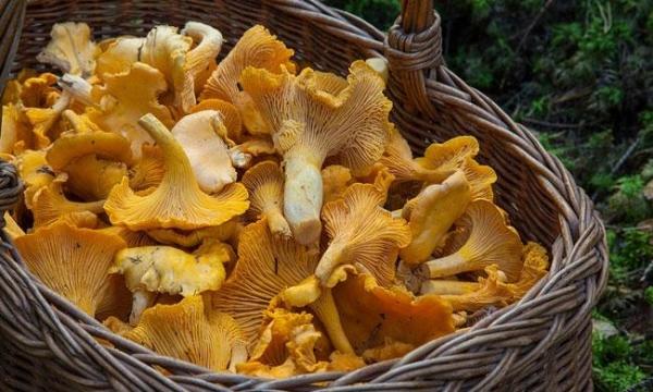 Бизнес по выращиванию грибов для начинающих Бизнес по выращиванию грибов для начинающих