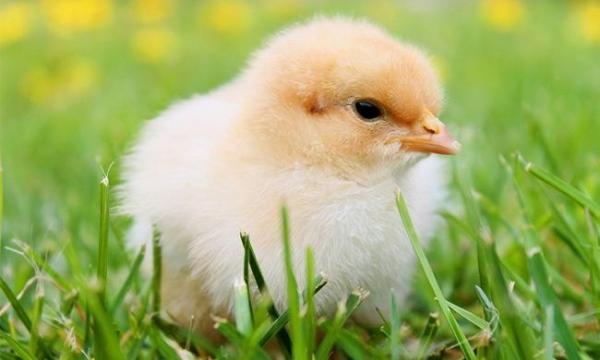 Птицеводство как домашний бизнес