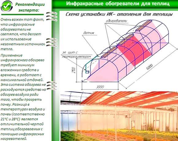 Выращивание зелени в теплице: пошагово с расчетами Выращивание зелени в теплице: пошагово с расчетами