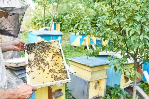 Пчеловодство как бизнес: как открыть свою пасеку с нуля Пчеловодство как бизнес: как открыть свою пасеку с нуля