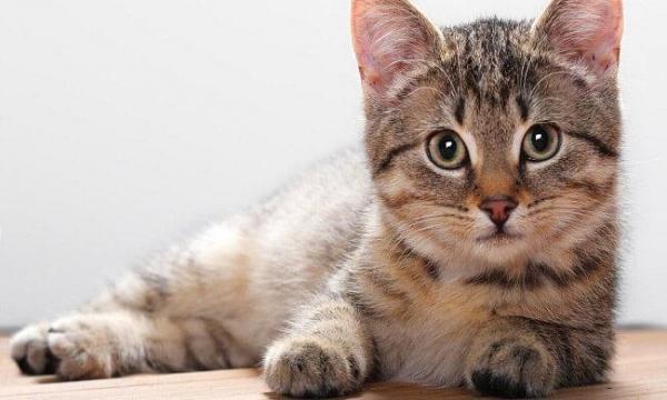 Как открыть приют для кошек: 6 основных этапов Как открыть приют для кошек: 6 основных этапов