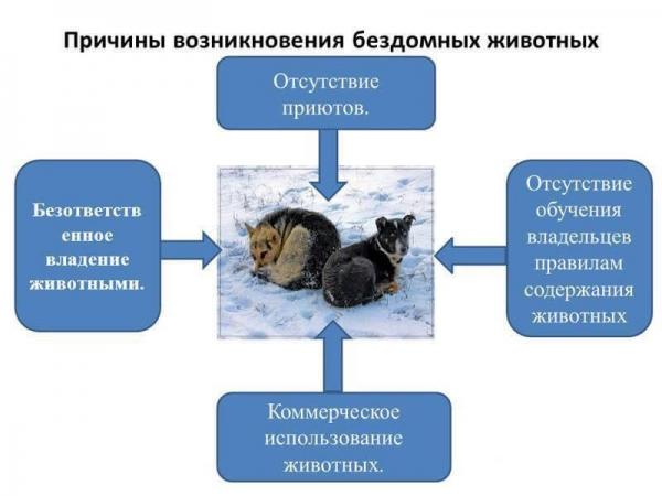 Как открыть приют для кошек: 6 основных этапов Как открыть приют для кошек: 6 основных этапов