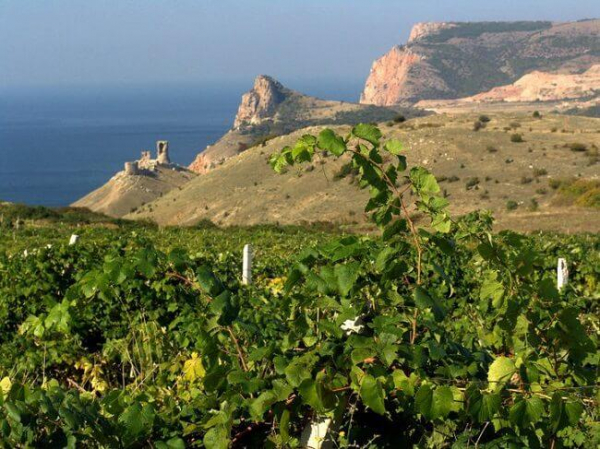 Бизнес в Крыму: 6 прибыльных идей