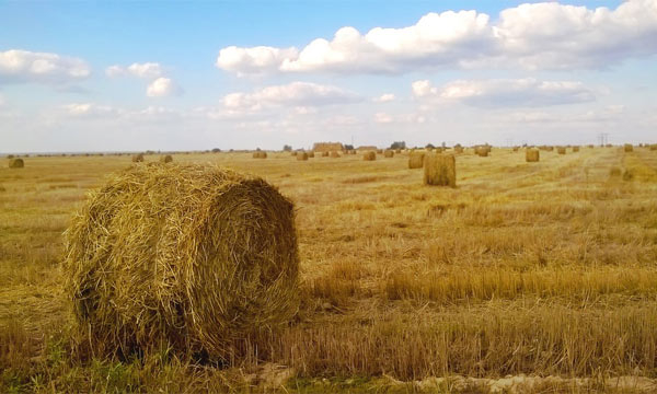 Какой бизнес открыть в деревне: 12 идей