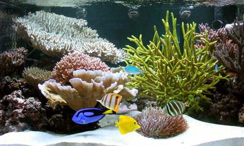 Бизнес на аквариумных рыбках Бизнес на аквариумных рыбках