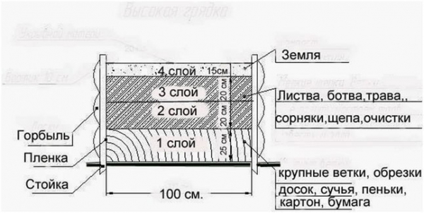 Как вырастить крупный чеснок из семян: подробно
