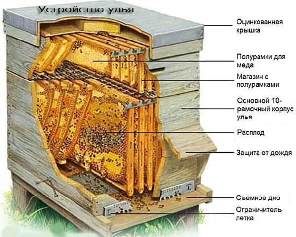 Как разводить пчел: детальный бизнес план