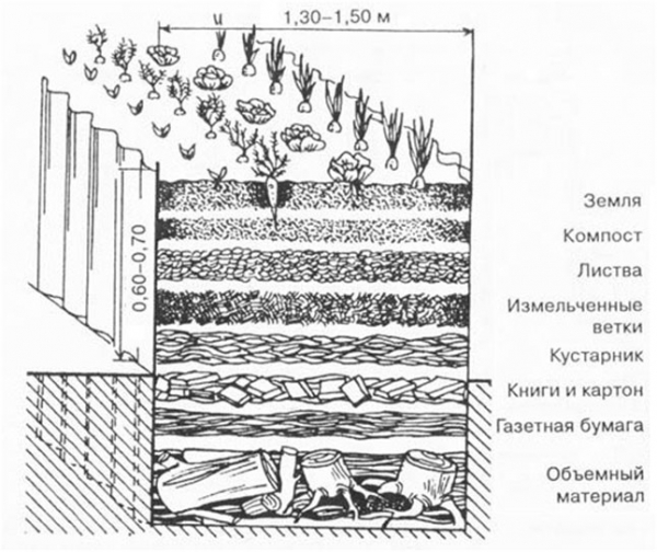 Как вырастить крупный чеснок из семян: подробно