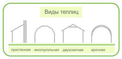 Как выращивать огурцы в теплице: 4 этапа для ухода