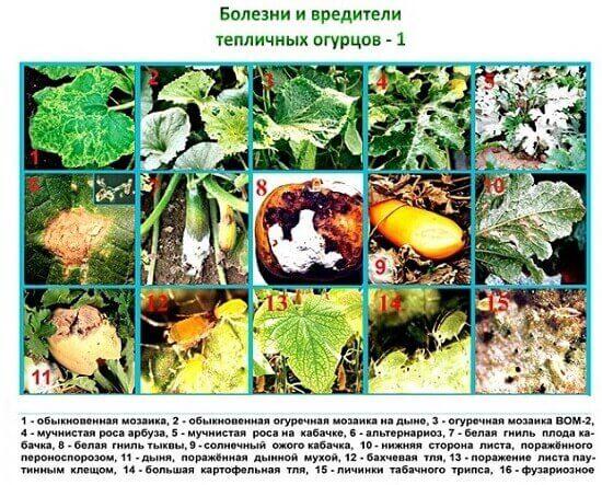 Как выращивать огурцы в теплице: 4 этапа для ухода