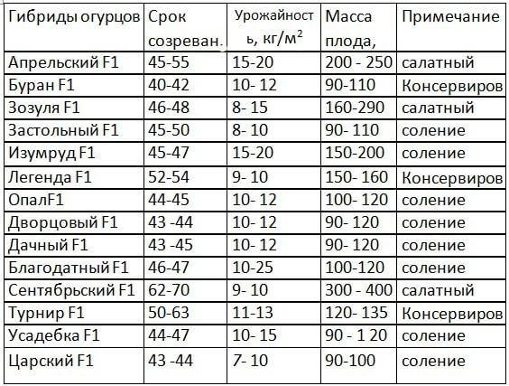 Как выращивать огурцы в теплице: 4 этапа для ухода