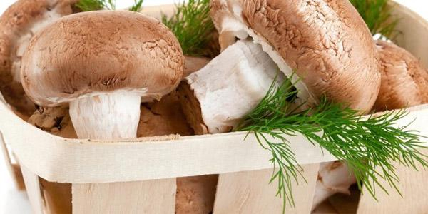 Выращивание шампиньонов в домашних условиях